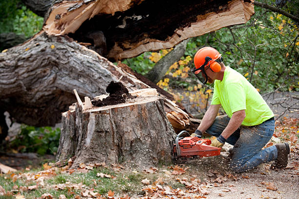 Shongopovi, AZ Tree Removal Company