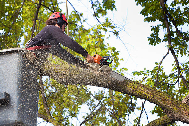 How Our Tree Care Process Works  in  Shongopovi, AZ